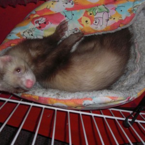 Fluffy Ferret