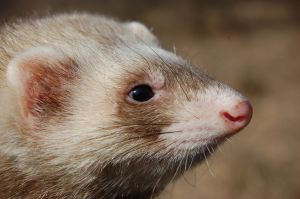 ferret profile