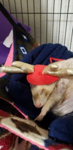 Ferret Reindeer