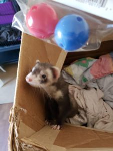 Ferret DYI Toys