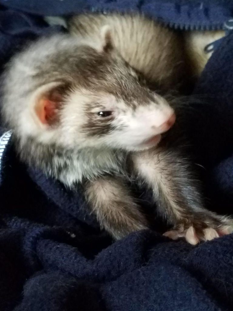 Some Ways Ferrets Play Ferret Toys