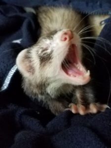 Ferret Yawning