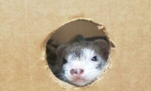 Ferret castle